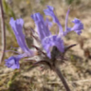 Meet your Posher, Annie